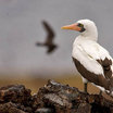 Nazca Booby